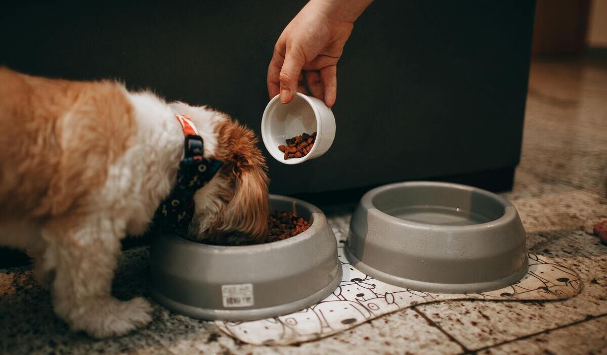 can-you-get-dog-food-with-food-stamps