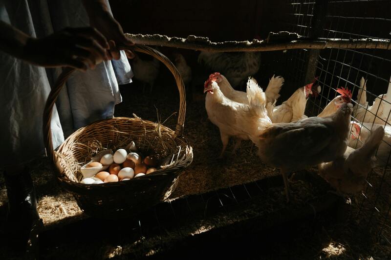 how-long-do-farm-fresh-eggs-last-on-the-counter