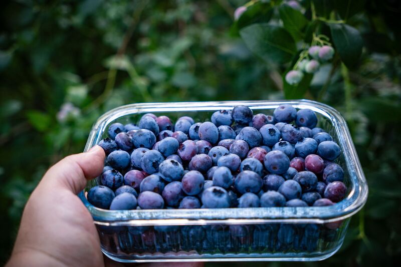 how-long-do-blueberries-last-in-the-fridge