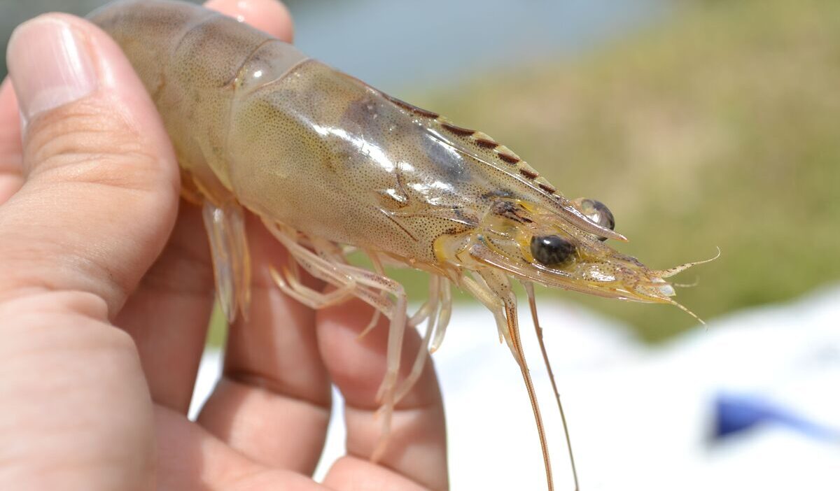 how-long-does-shrimp-last-in-the-fridge