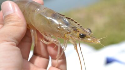 how-long-does-shrimp-last-in-the-fridge