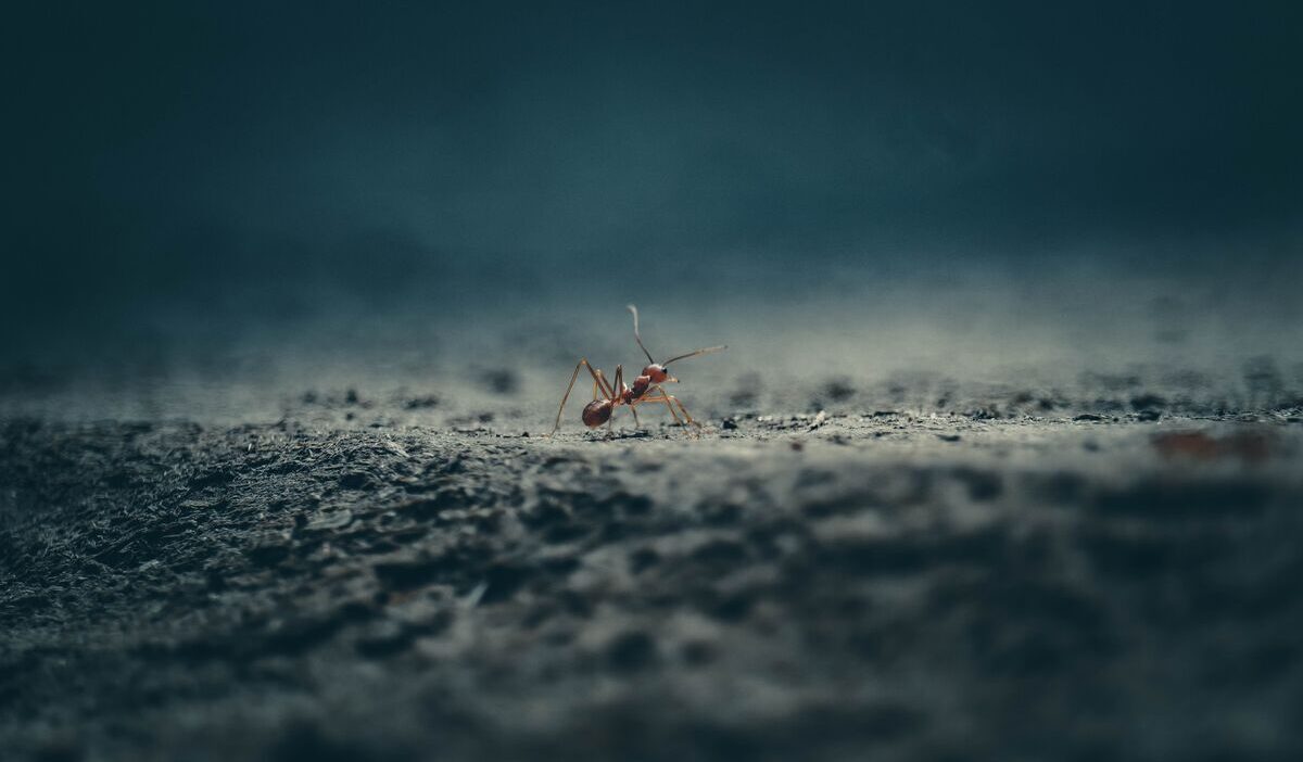 How-do-I-get-rid-of-ants-permanently-in-my-house-