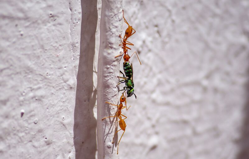 How to Get Rid of Ants