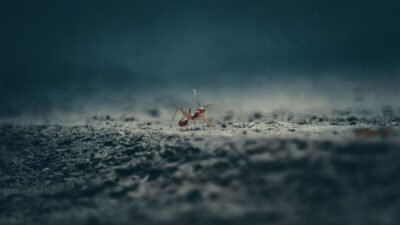 How-do-I-get-rid-of-ants-permanently-in-my-house-