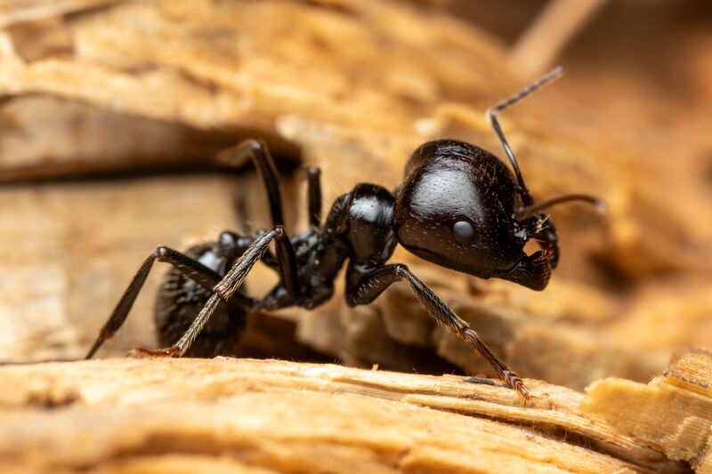 How to Get Rid of Carpenter Ants