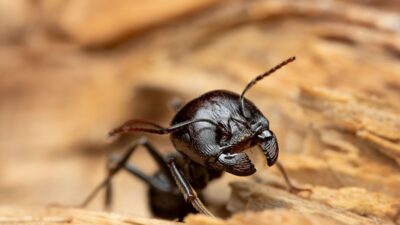 how-to-get-rid-of-carpenter-ants