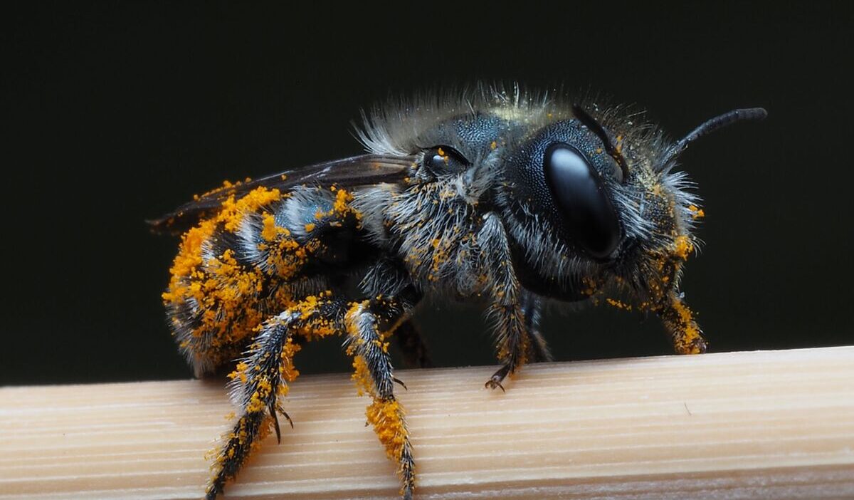 how-to-get-rid-of-carpenter-bees-naturally-