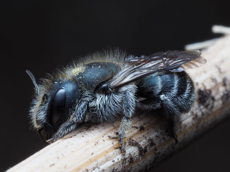 how-to-get-rid-of-carpenter-bees-without-killing-them