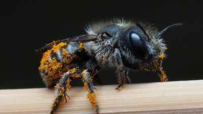how-to-get-rid-of-carpenter-bees-naturally-