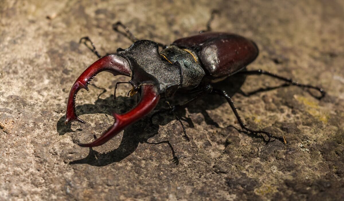 Can-you-permanently-get-rid-of-carpet-beetles-
