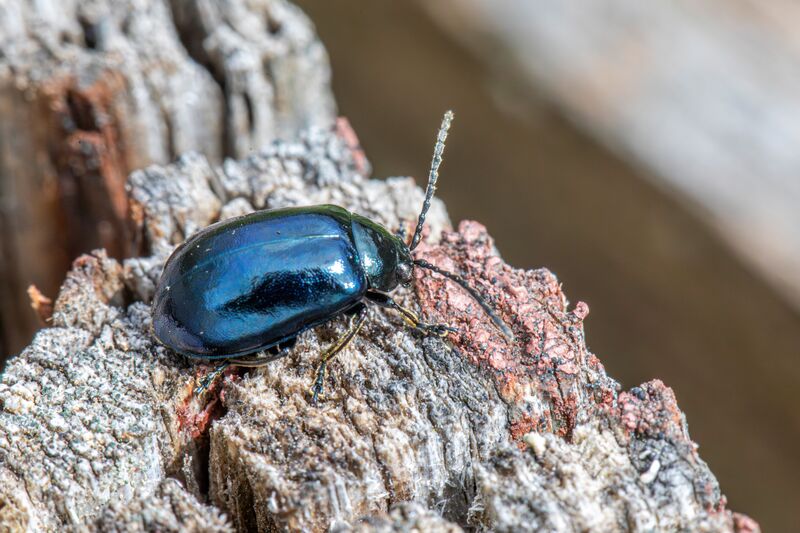 How to Get Rid of Carpet Beetles Before Damage Spreads