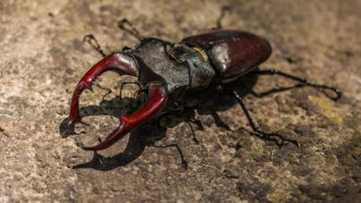 Can-you-permanently-get-rid-of-carpet-beetles-