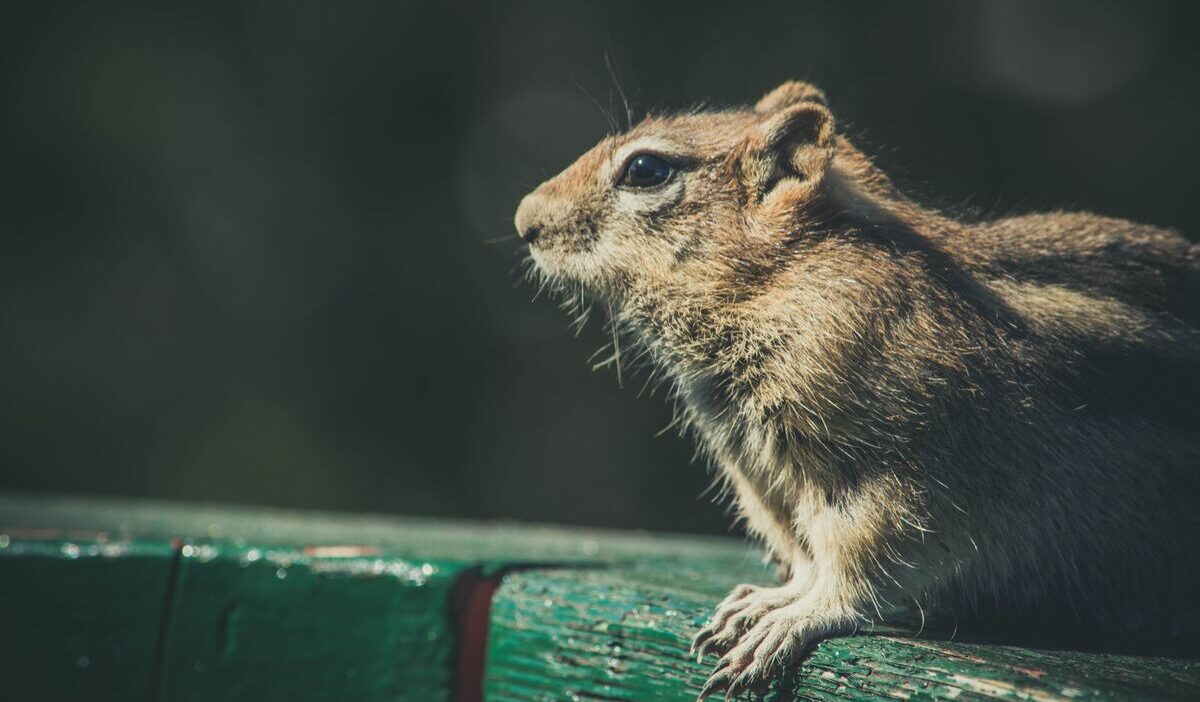 how-to-get-rid-of-chipmunks-bucket-method