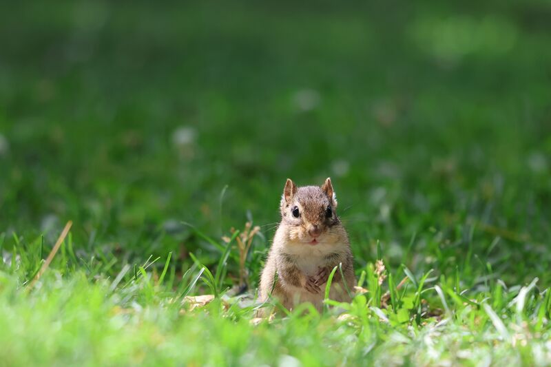 how-to-get-rid-of-chipmunks-in-your-yard