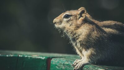 how-to-get-rid-of-chipmunks-bucket-method