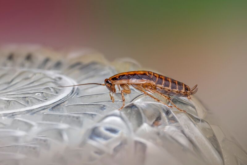 how-to-get-rid-of-cockroaches-in-kitchen-permanently-
