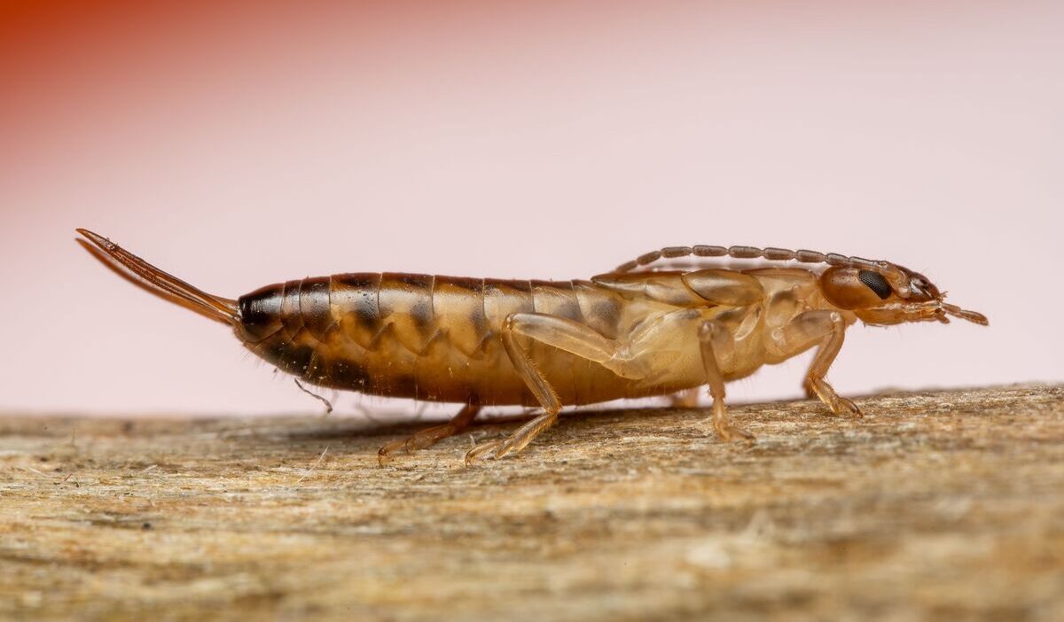 What-attracts-earwigs-to-houses