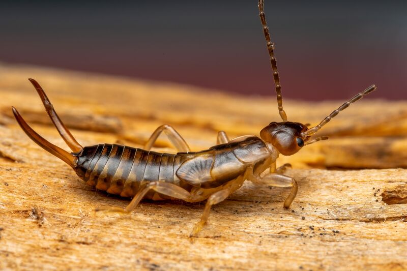 How to Get Rid of Earwigs: What Attracts Them and How to Stop