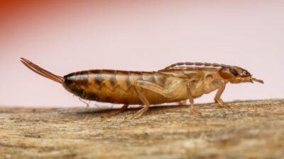 What-attracts-earwigs-to-houses