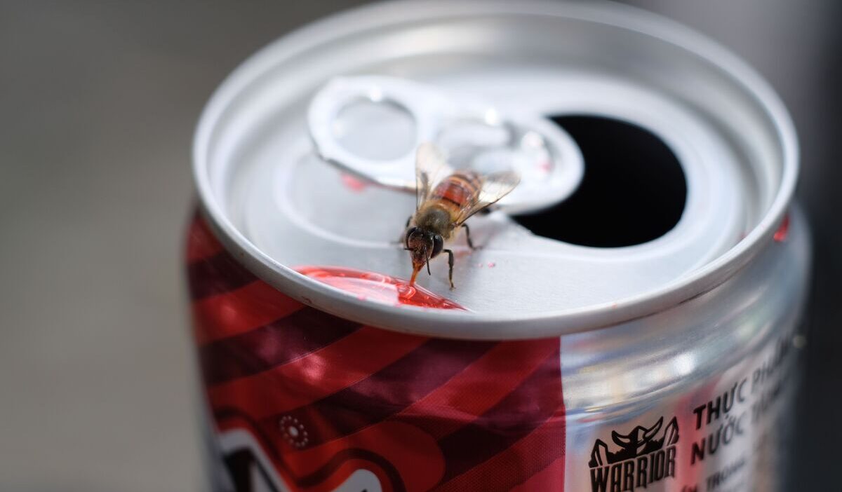 how-to-get-rid-of-fruit-flies-in-kitchen