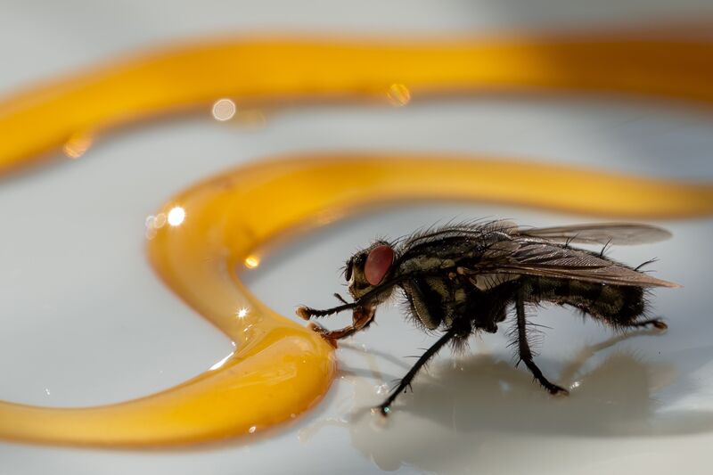 how-to-get-rid-of-drain-flies
