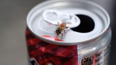 how-to-get-rid-of-fruit-flies-in-kitchen
