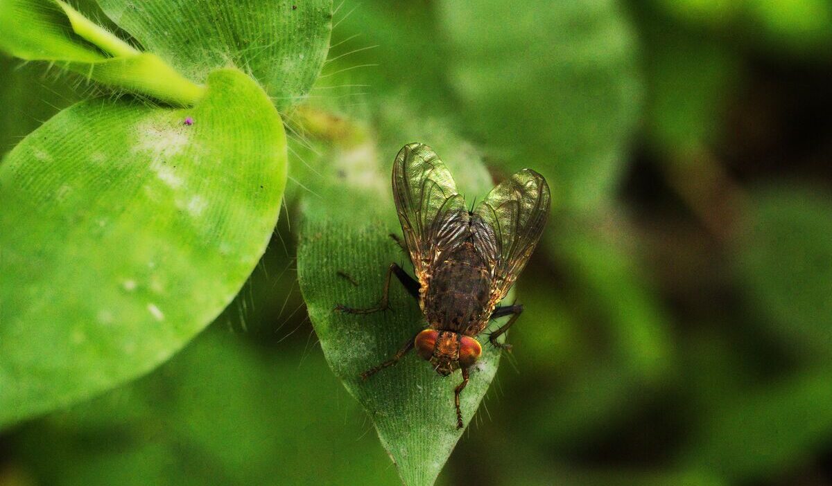 how-to-get-rid-of-flies-outside-with-vinegar