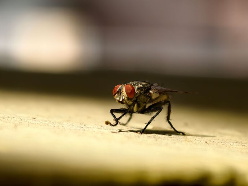 how-to-get-rid-of-flies-outside-naturally