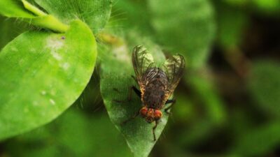 how-to-get-rid-of-flies-outside-with-vinegar