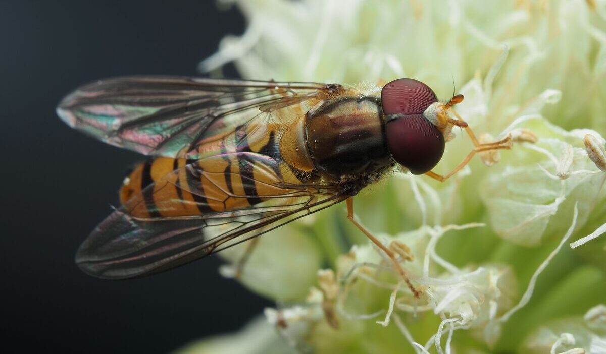 Why-do-I-suddenly-have-so-many-fruit-flies-