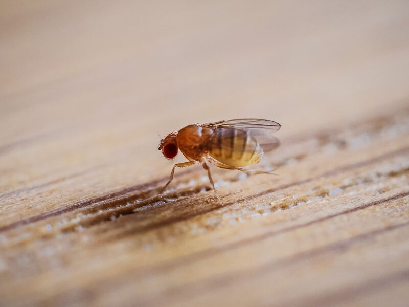How to Get Rid of Fruit Flies