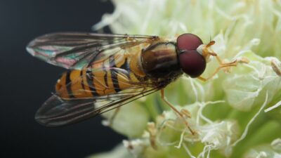 Why-do-I-suddenly-have-so-many-fruit-flies-