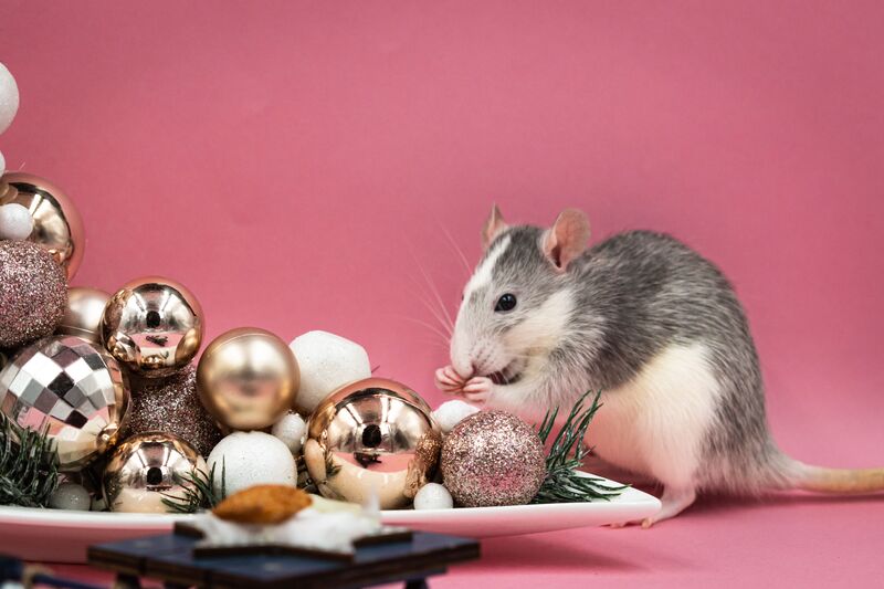 how-to-get-rid-of-mice-in-walls