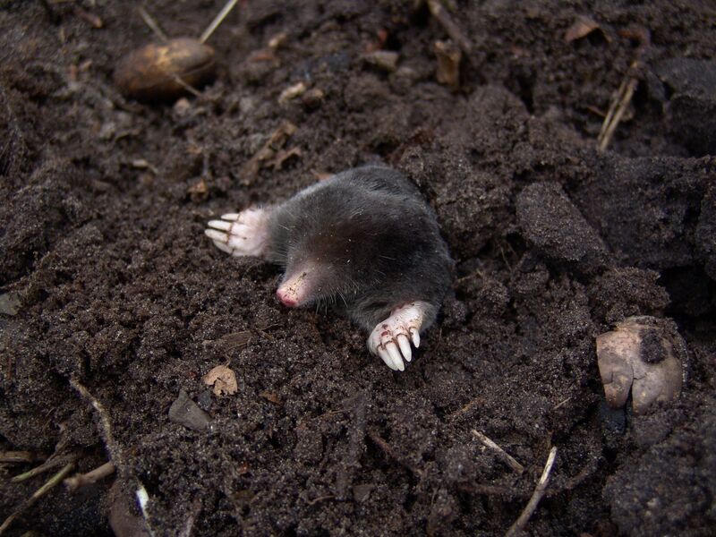 how-to-get-rid-of-moles-in-your-yard