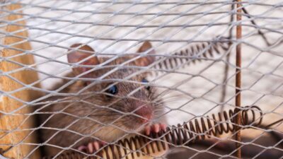 how-to-get-rid-of-moles