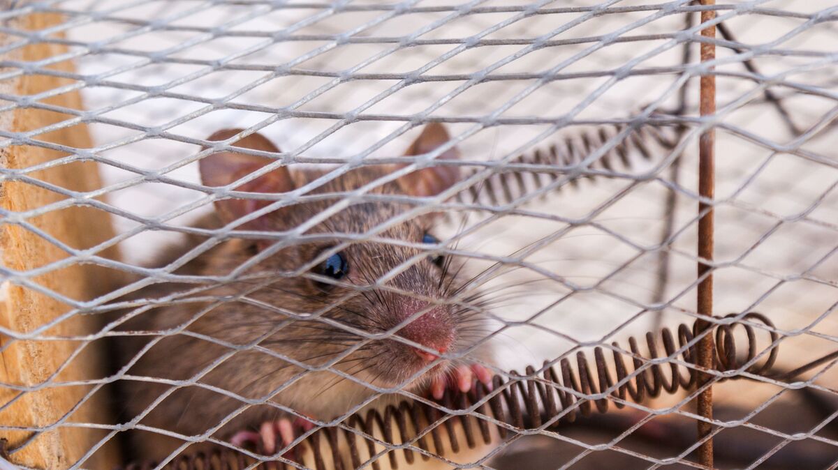 how-to-get-rid-of-moles