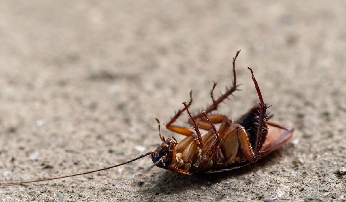 how-to-get-rid-of-roaches-overnight