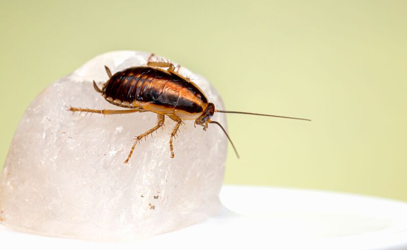 How to Get Rid of Roaches Overnight 