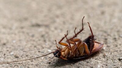 how-to-get-rid-of-roaches-overnight