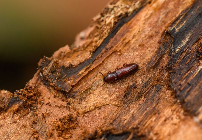 How to Get Rid of Silverfish