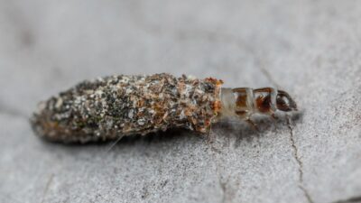 how-to-get-rid-of-silverfish