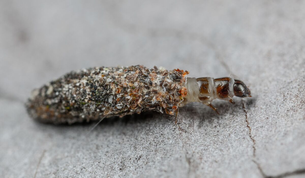 how-to-get-rid-of-silverfish