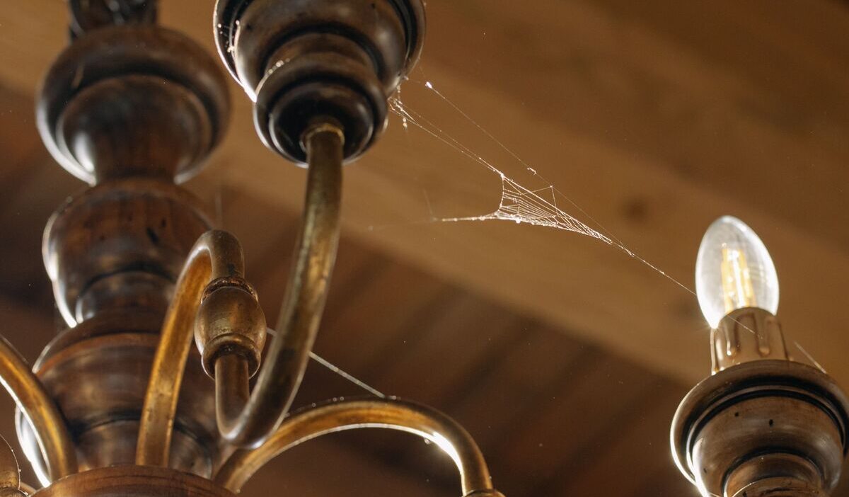 Why-should-you-never-kill-a-spider