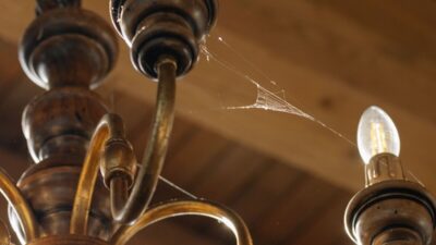 Why-should-you-never-kill-a-spider