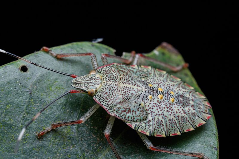 How to Get Rid of Stink Bugs