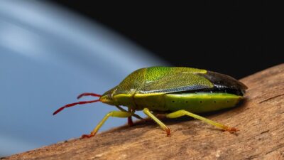 how-to-get-rid-of-stink-bugs