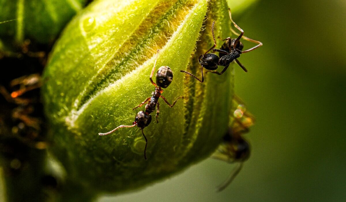 how-to-get-rid-of-sugar-ants-in-car