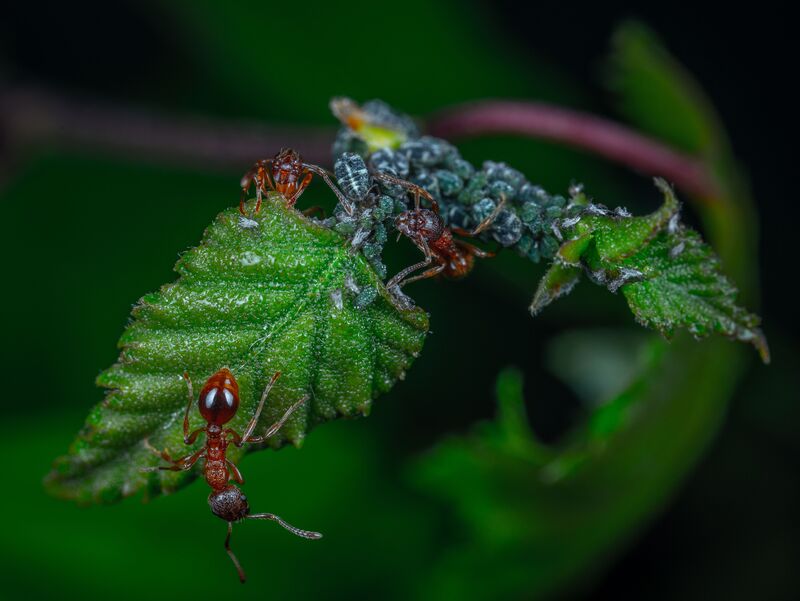 how-to-get-rid-of-sugar-ants-in-house-