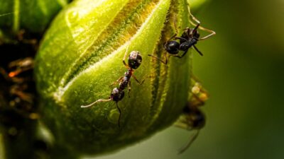 how-to-get-rid-of-sugar-ants-in-car