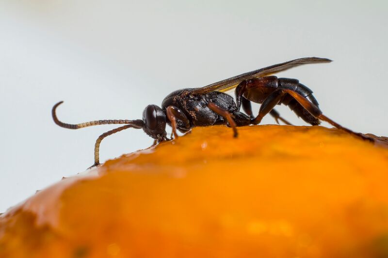 How to Get Rid of Wasps
